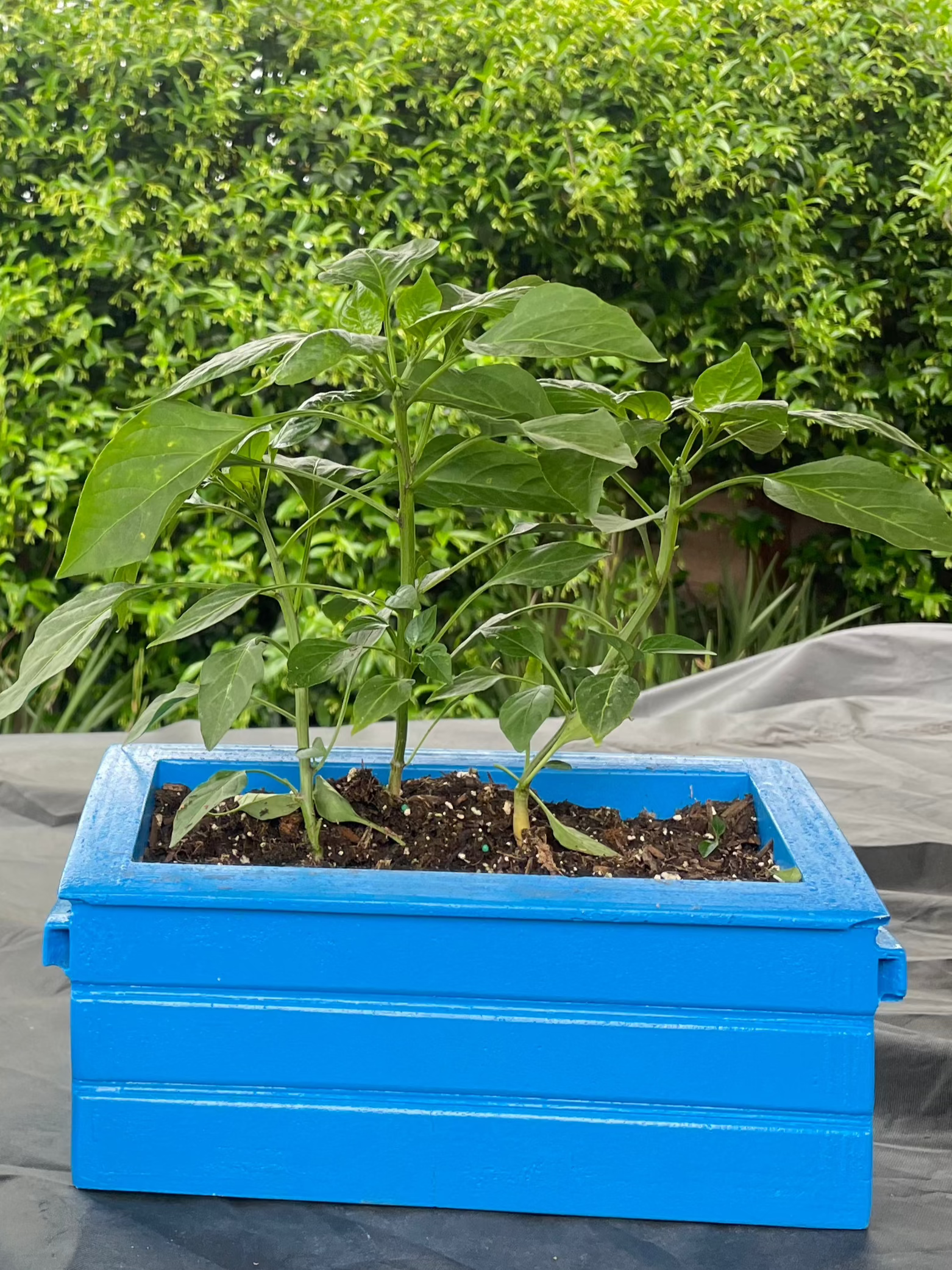 Medium Concrete Dumpster Flower Pot